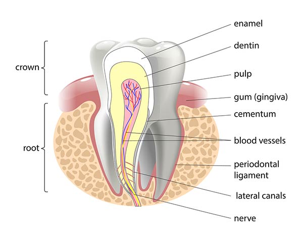tooth canal illustration